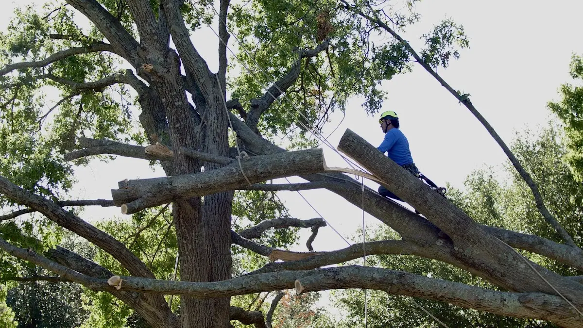 Professional Hazardous Tree Removal performed by certified arborists in Stafford