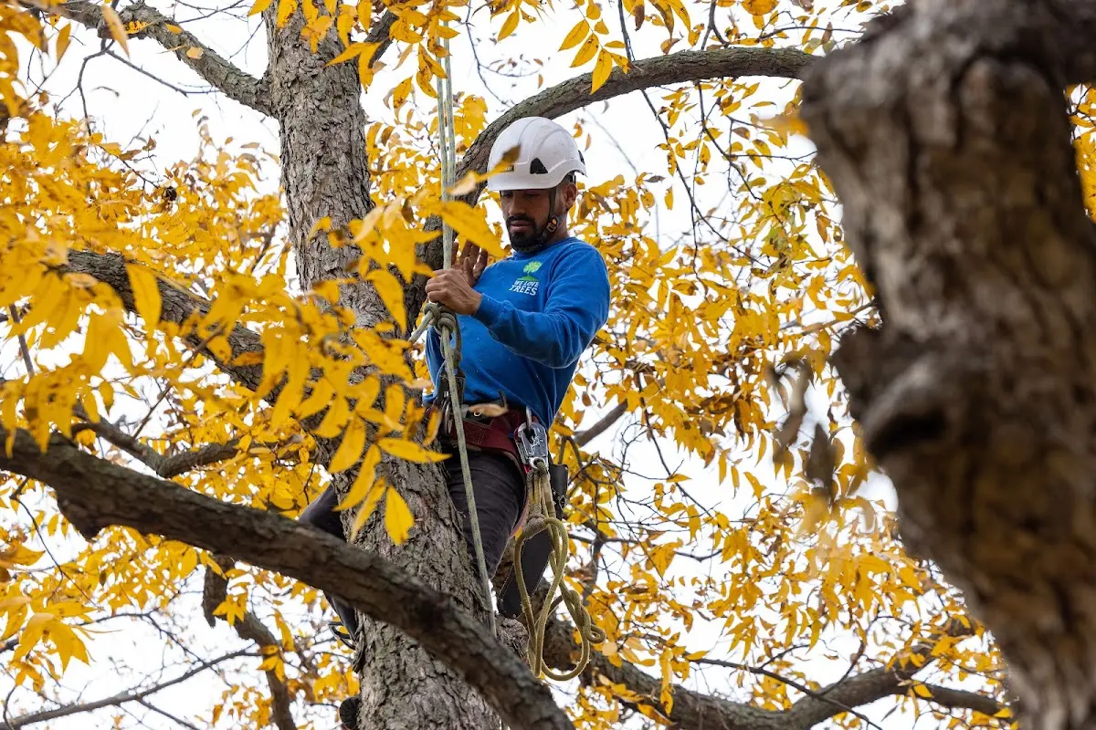 Skilled Tree Trimming crew working in Stafford