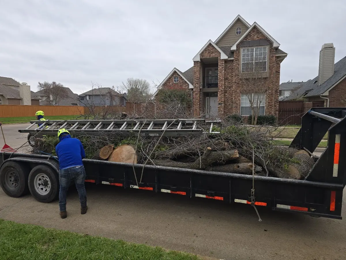 Expert Tree Removal with proper safety equipment in Stafford